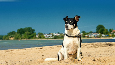 Ferienwohnungen mit Hund auf Usedom
